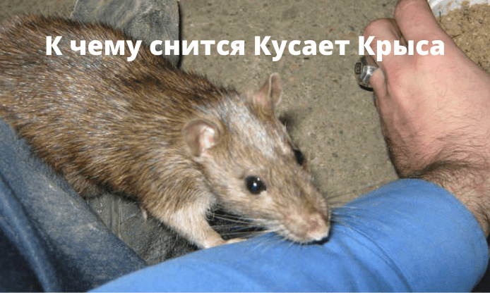 K_chemu_snitsya_kusaet_krysa