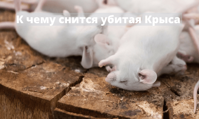 K_chemu_snitsya_ubitaya_krysa
