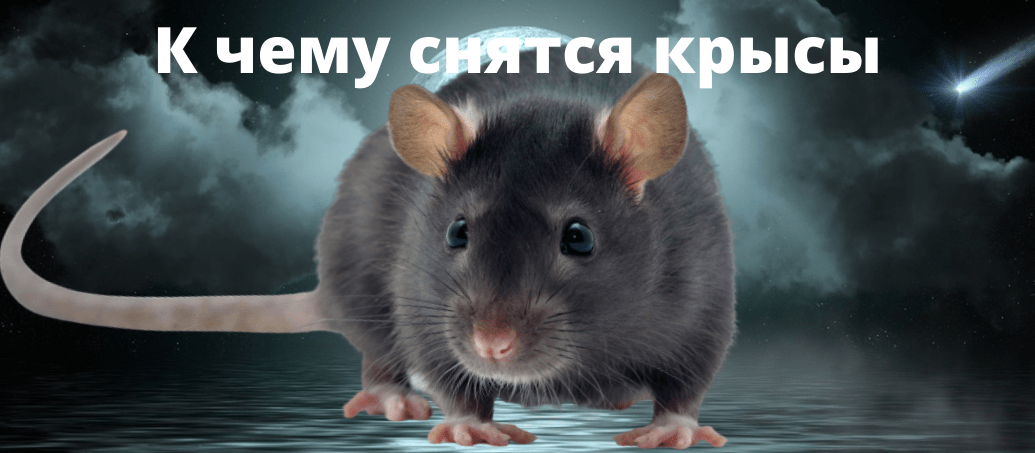 K_chemu_snyatsya_krysy