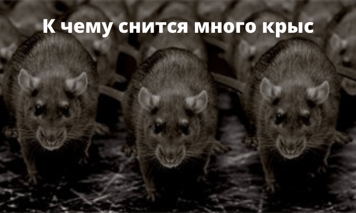 K_chemu_snyatsya_krysy_mnogo